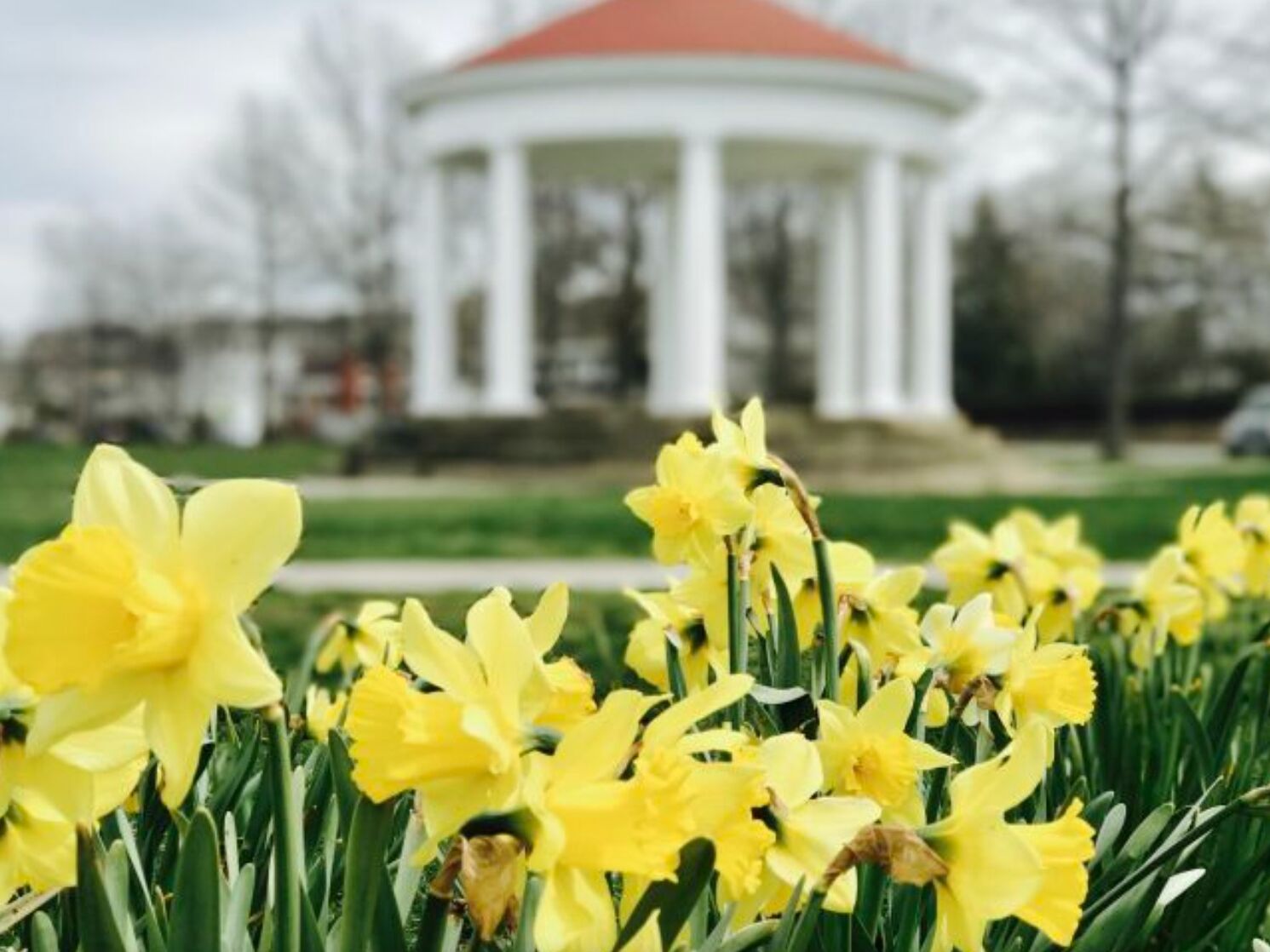Picture of Newport Daffodil Days Festival