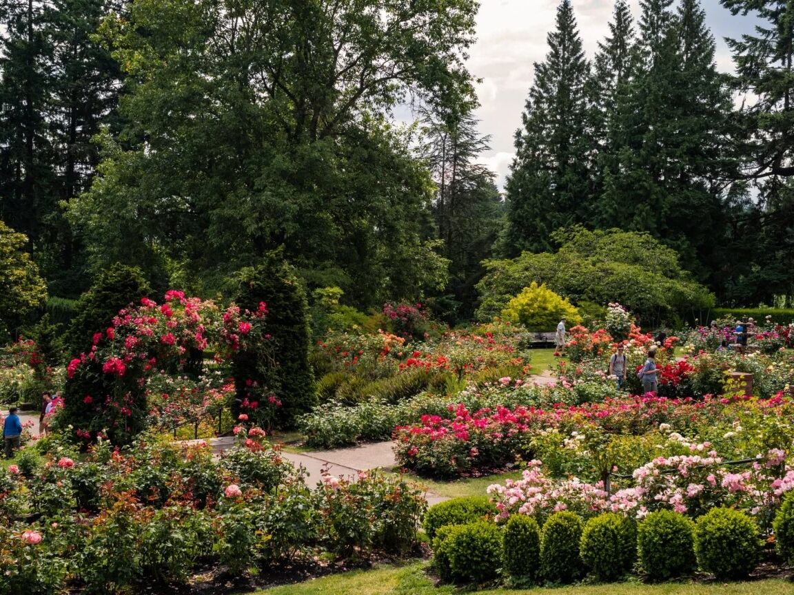 Picture of International Rose Test Garden