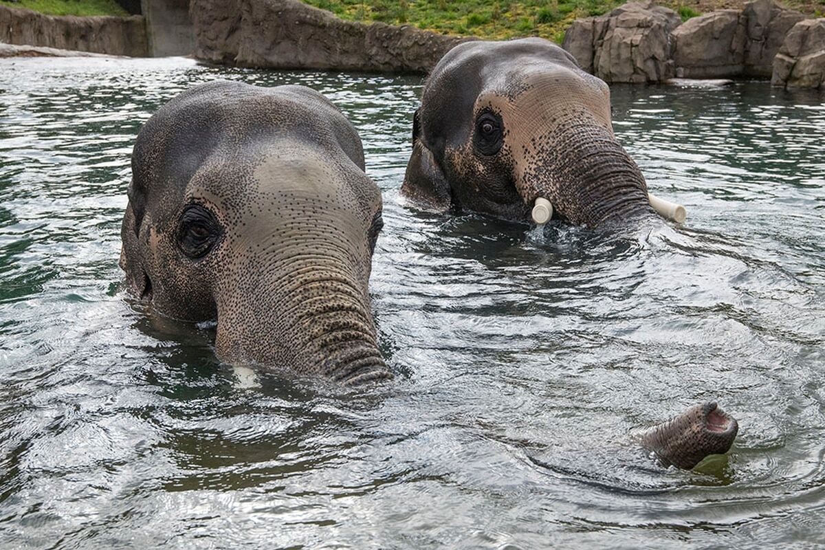 Picture of Oregon Zoo