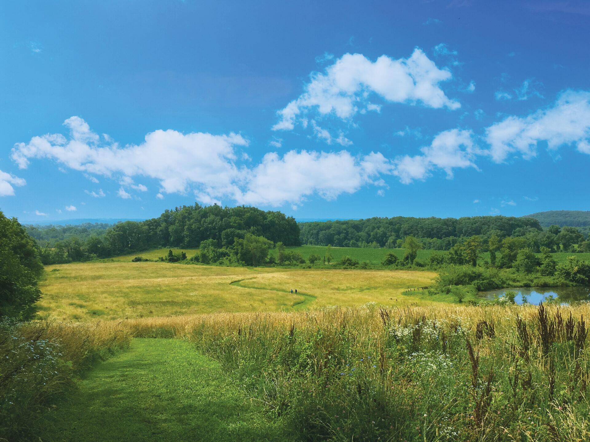 Picture of Natural Lands' Bryn Coed Preserve