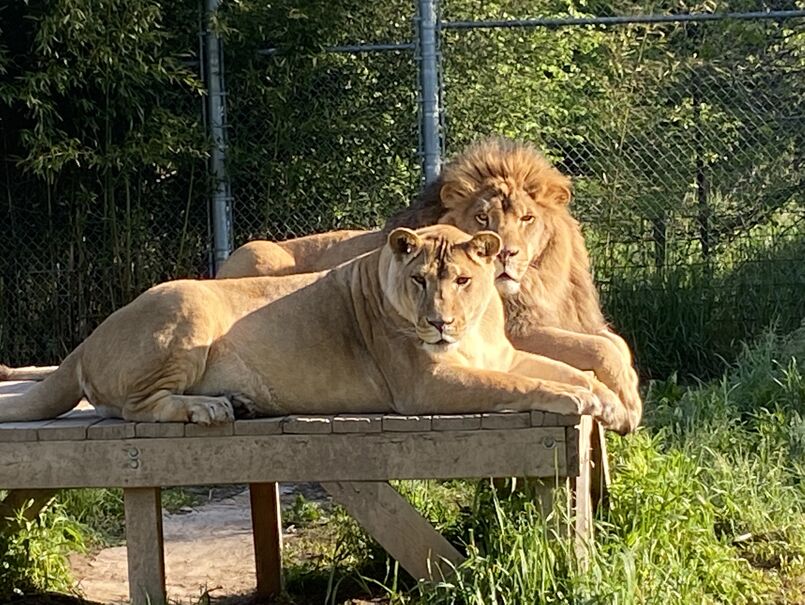 Picture of Noah’s Lost Ark Exotic Animal Sanctuary