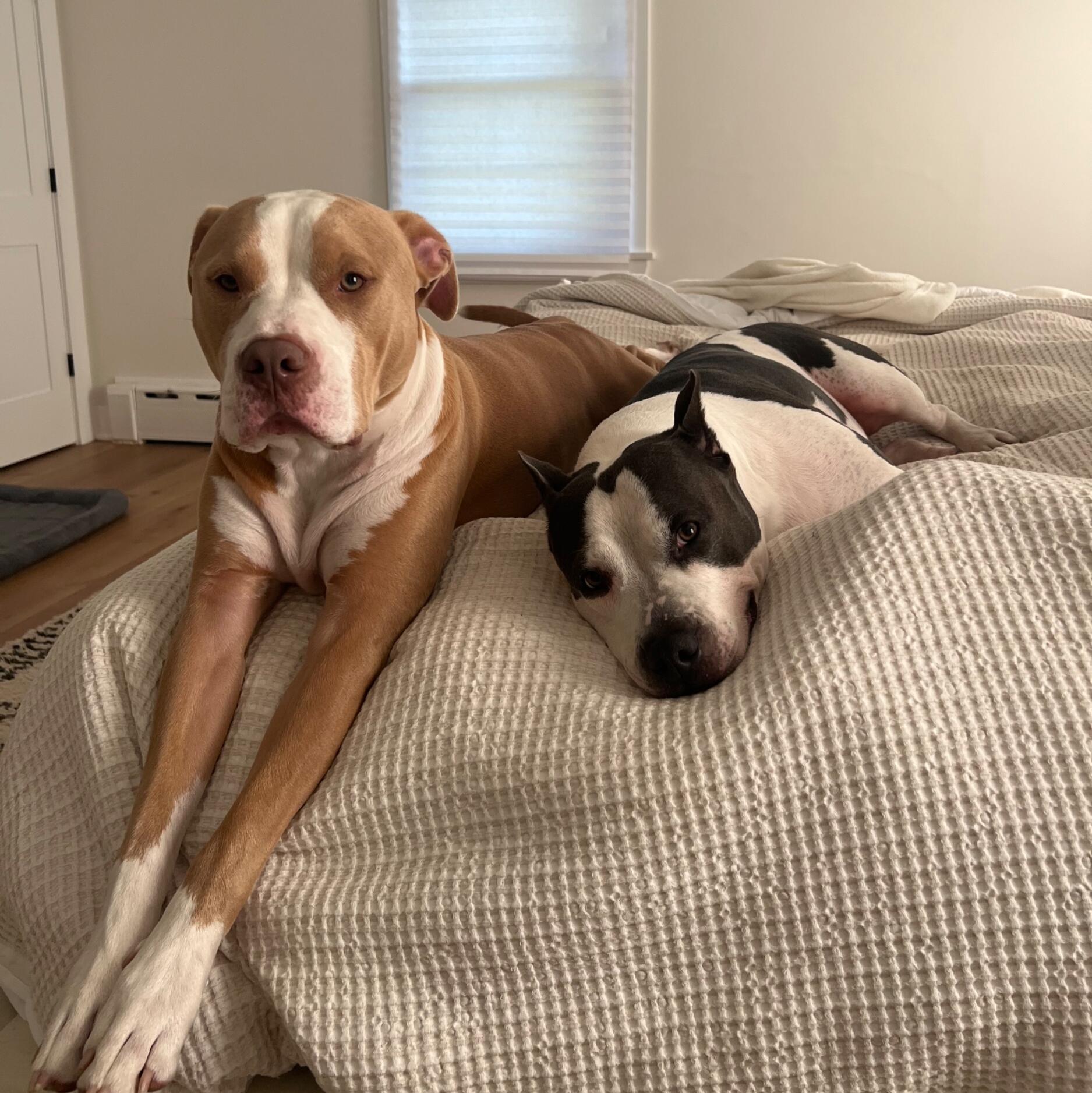 Harley & Hudson