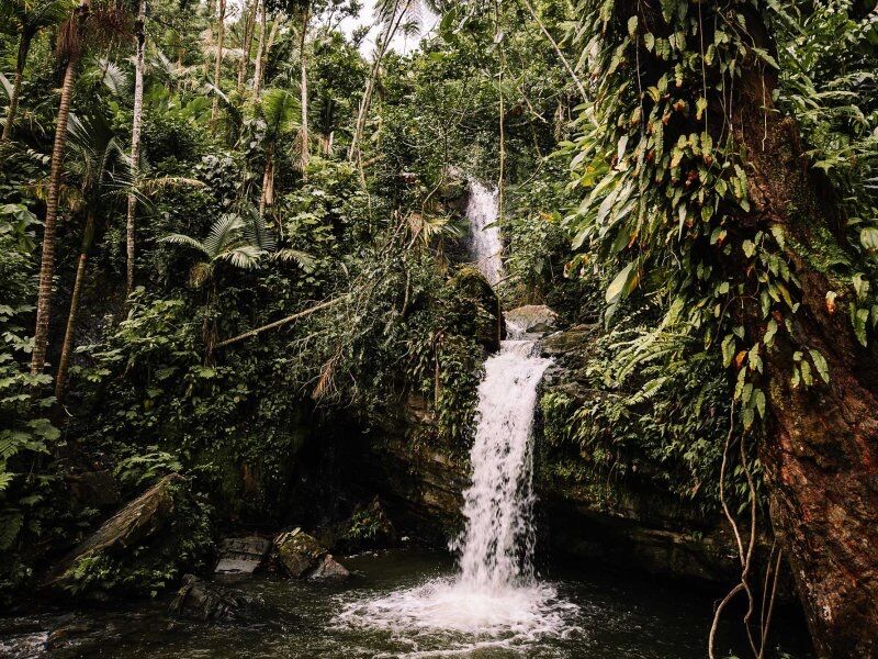 Picture of El Yunque National Forest