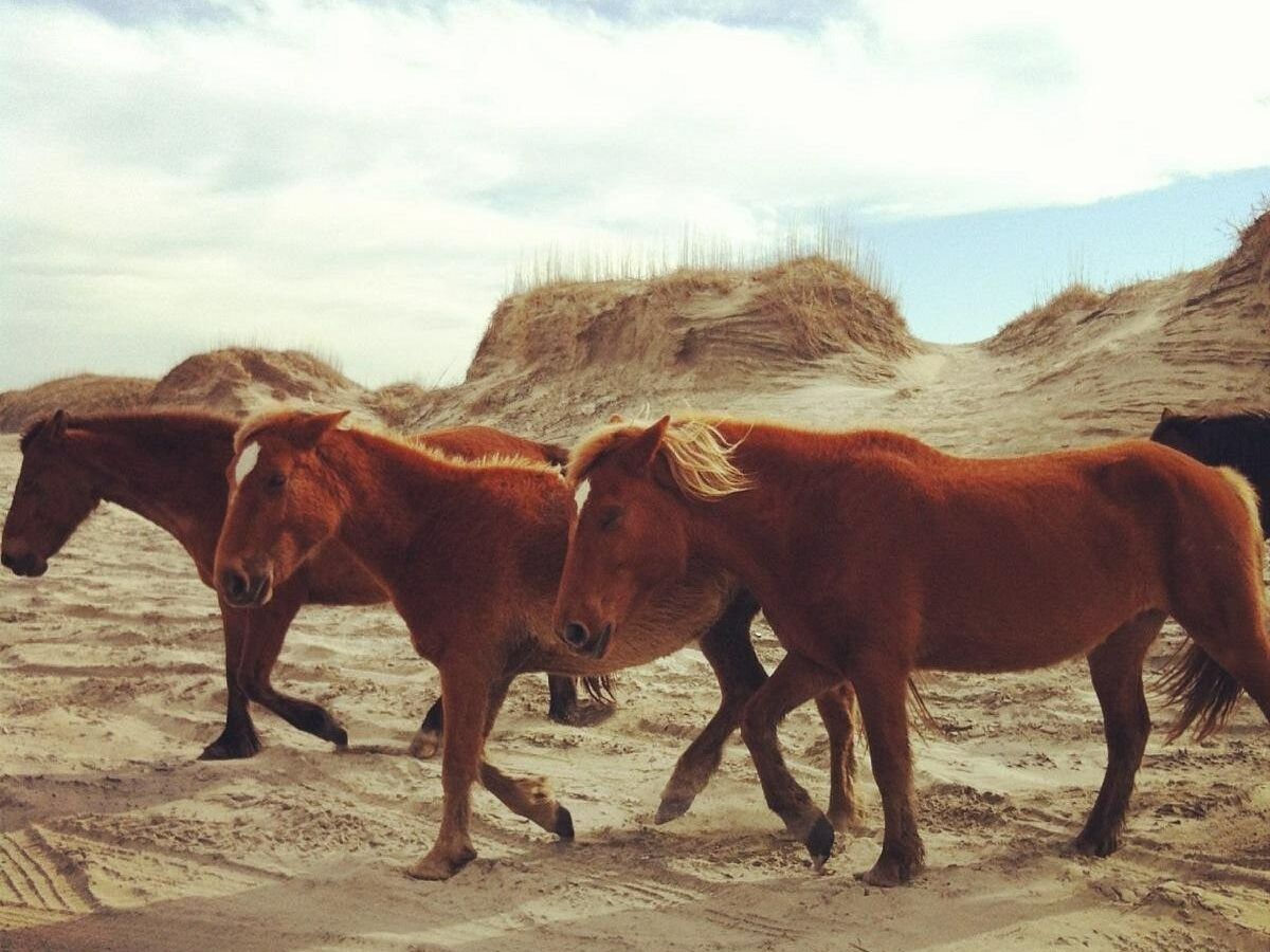 Picture of Wild Horses