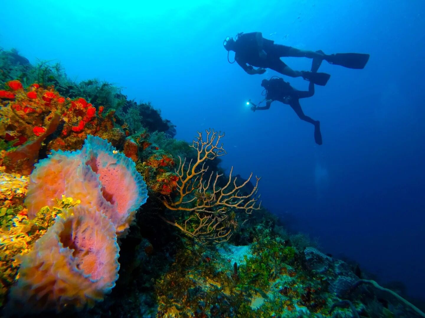 Picture of Scuba Diving