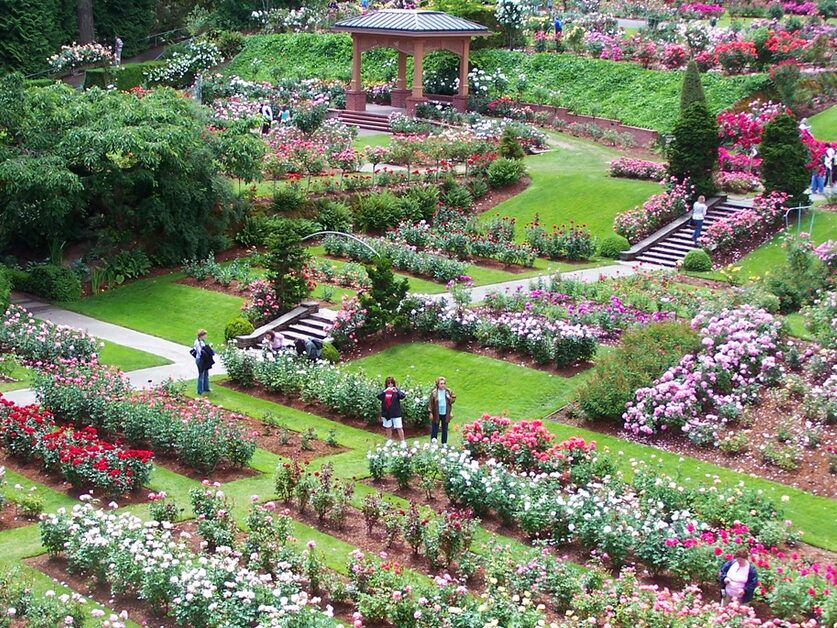 Picture of International Rose Test Garden