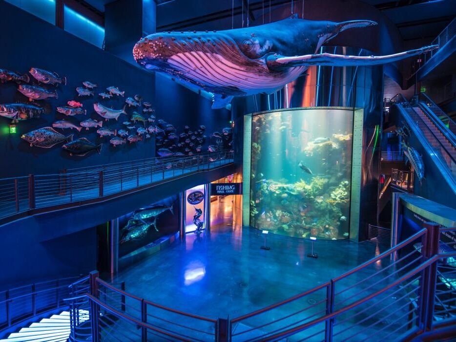 Picture of Wonders Of Wildlife National Museum & Aquarium