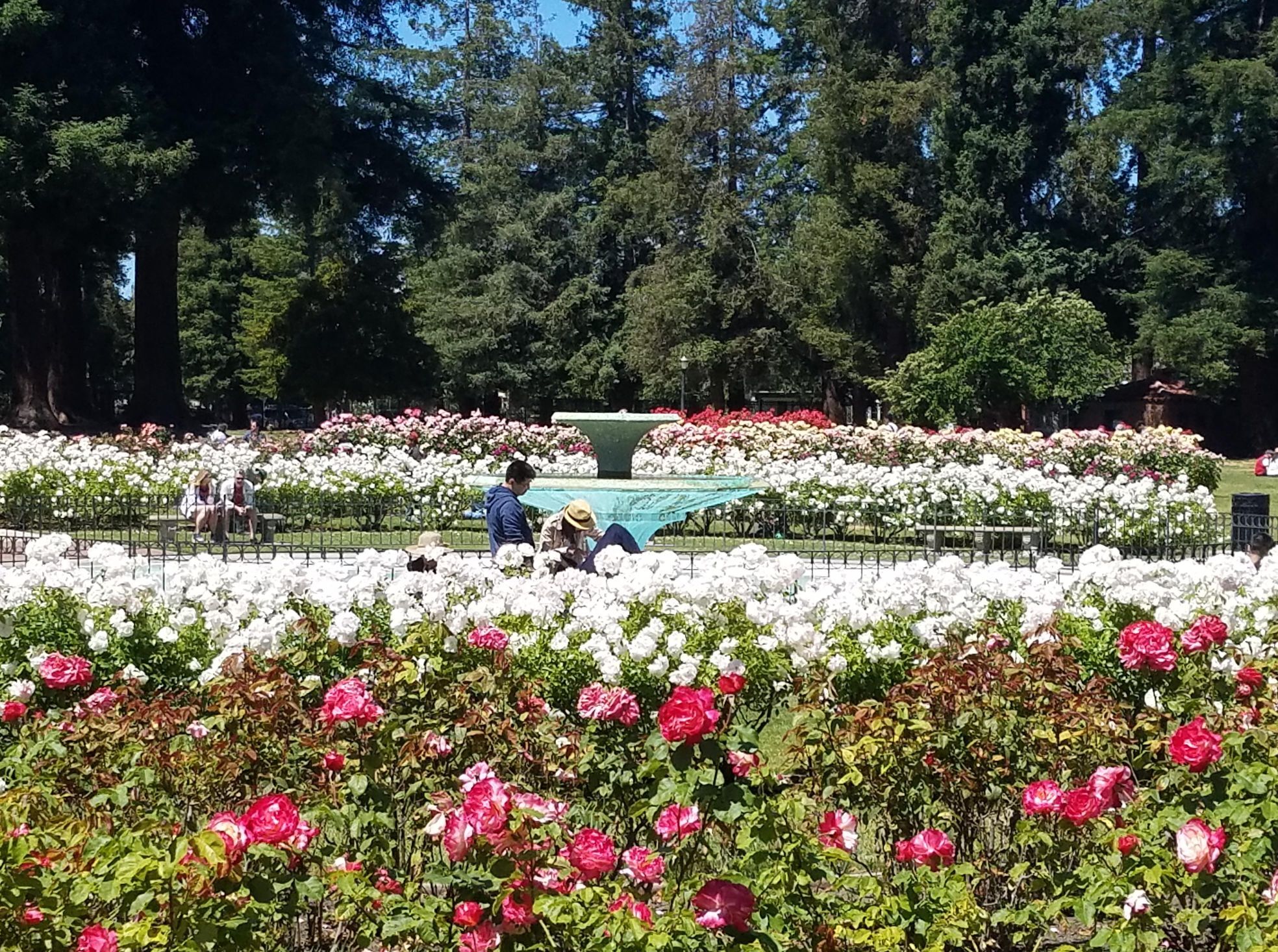 Picture of San Jose Municipal Rose Garden
