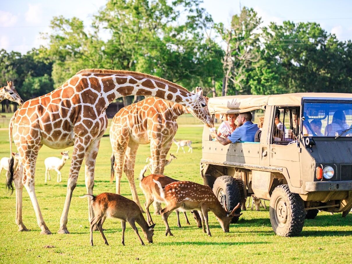 Picture of Global Wildlife