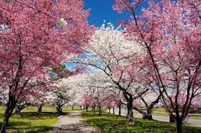 Picture of Branch Brook Park
