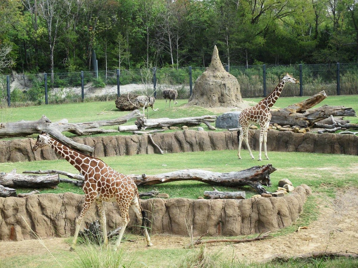 Picture of Dallas Zoo
