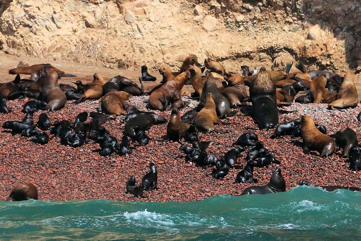 Picture of Islas ballestas paracas