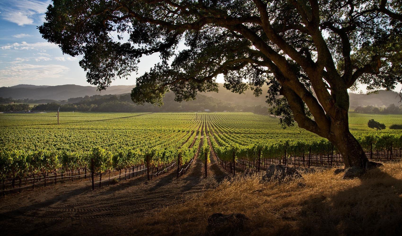 Picture of Stags' Leap Winery