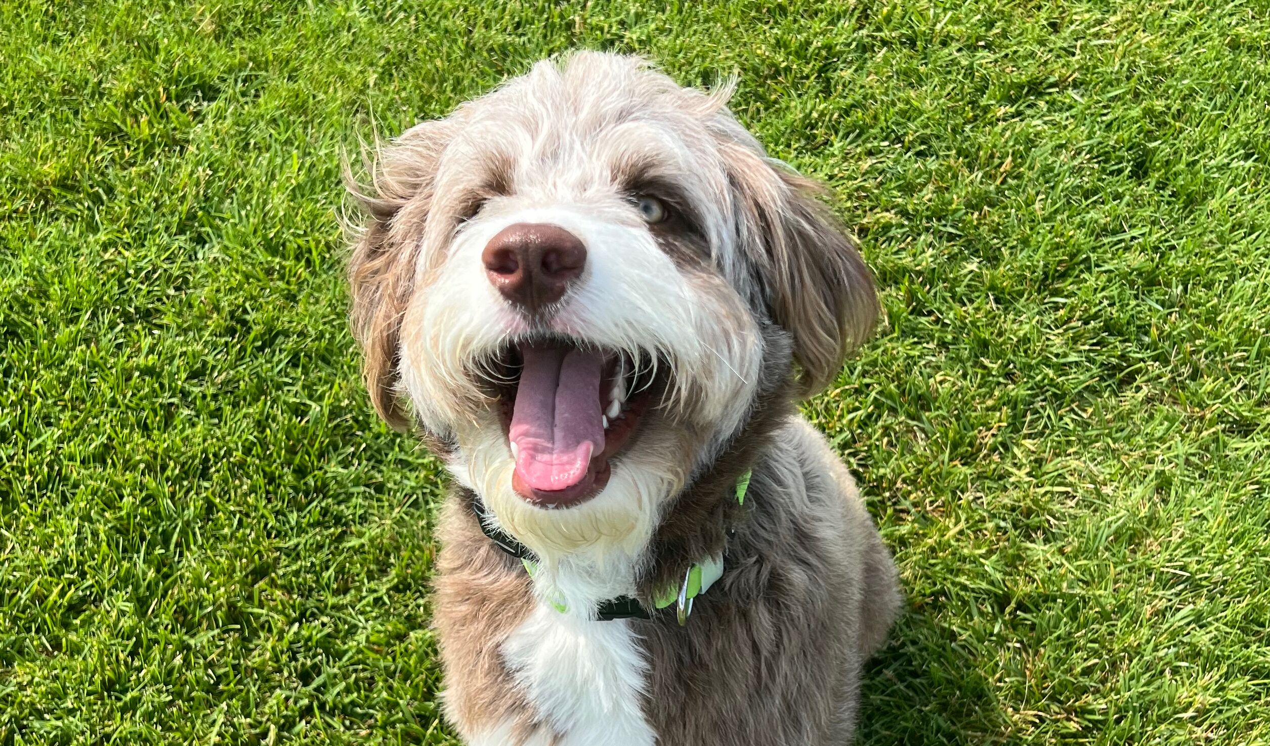 Picture of Goose