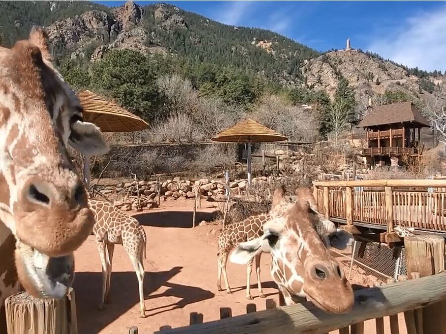 Picture of Cheyenne Mountain Zoo