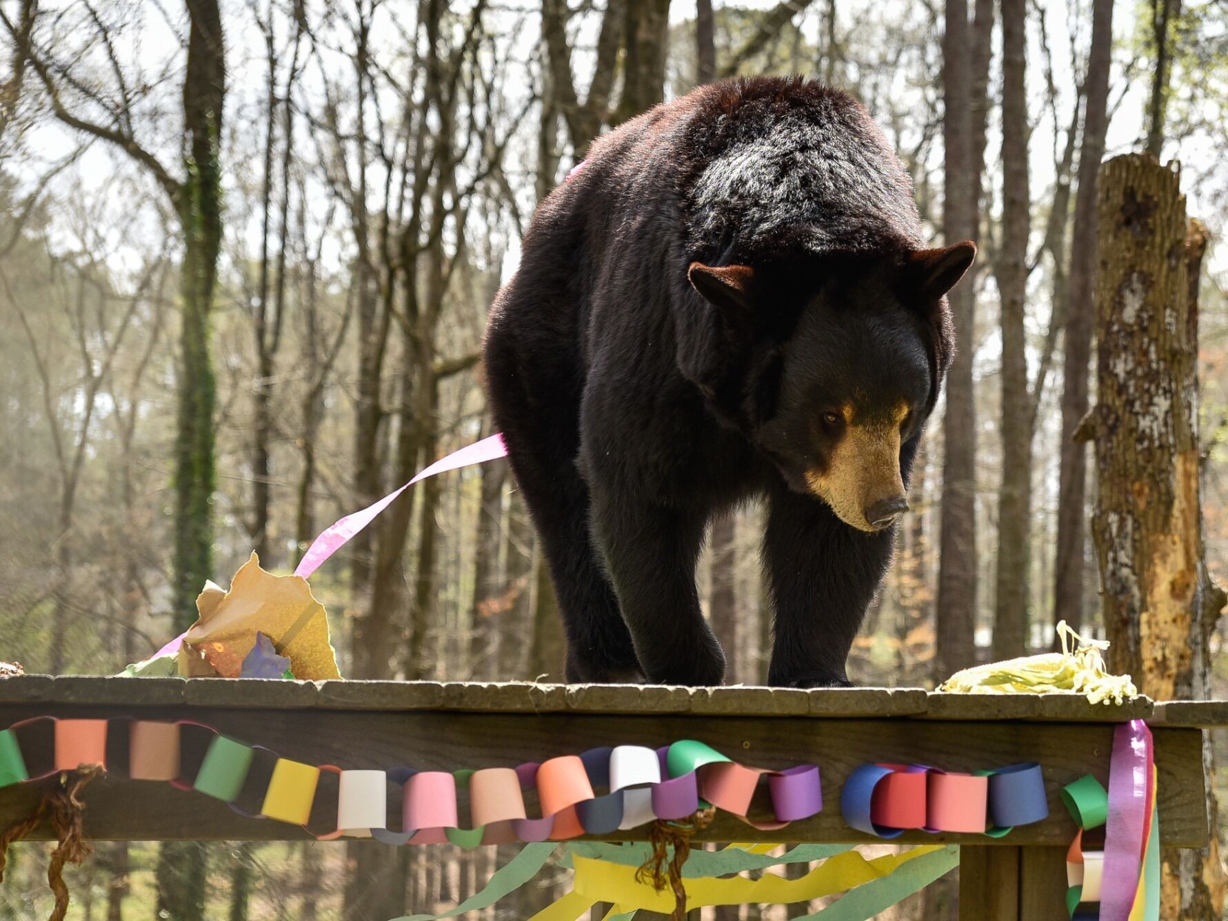 Picture of Bear Hollow Zoo
