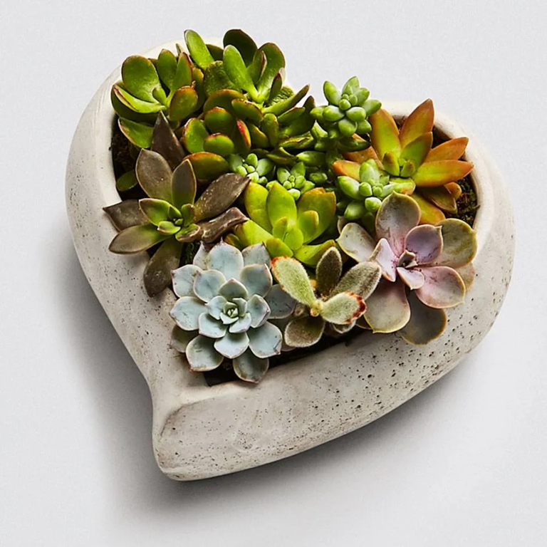 Succulent arrangement long distance relationship gift