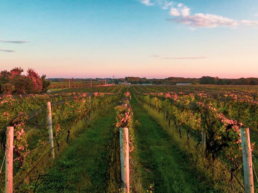 Picture of Macari Vineyards