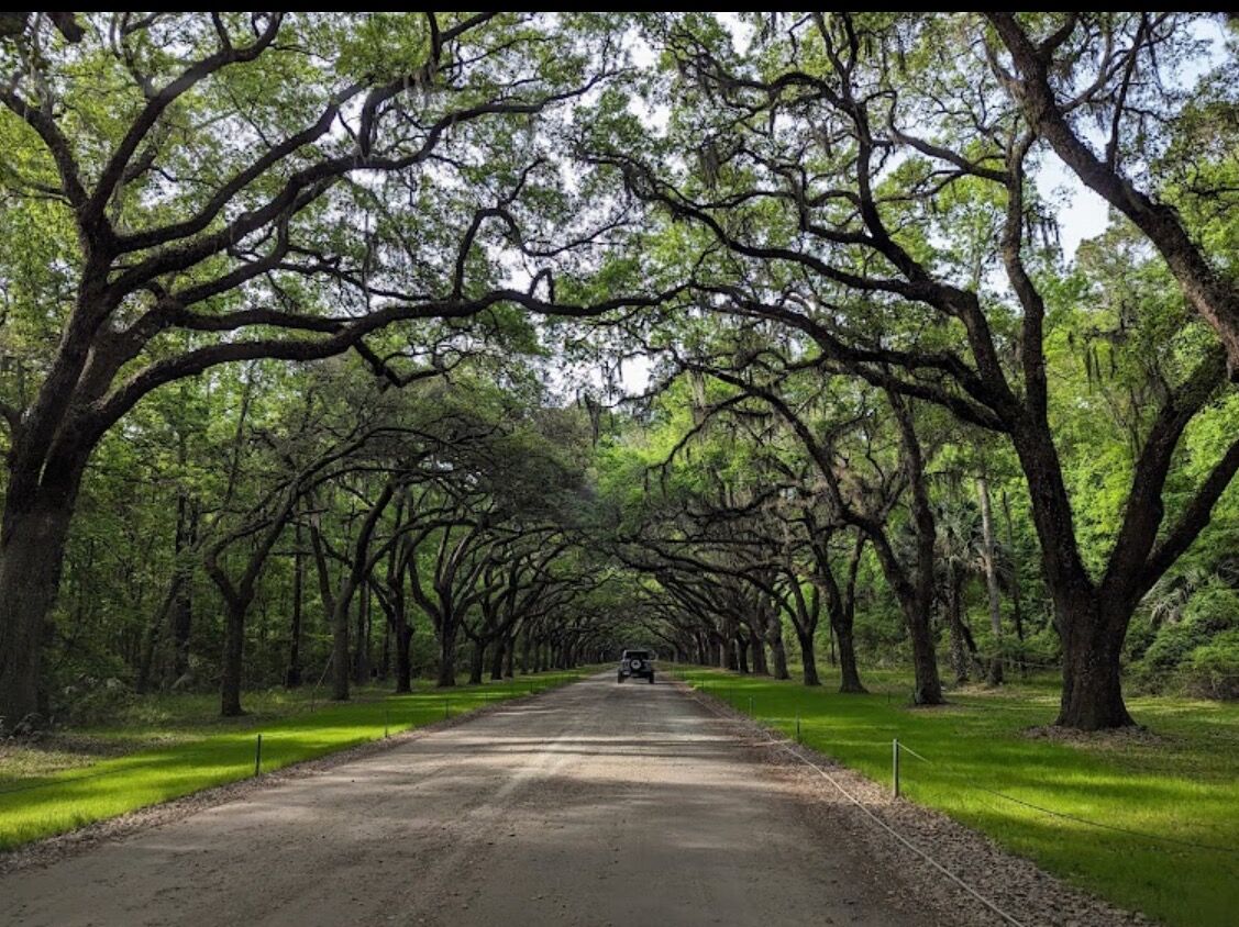 Picture of Wormsloe State Historic Site