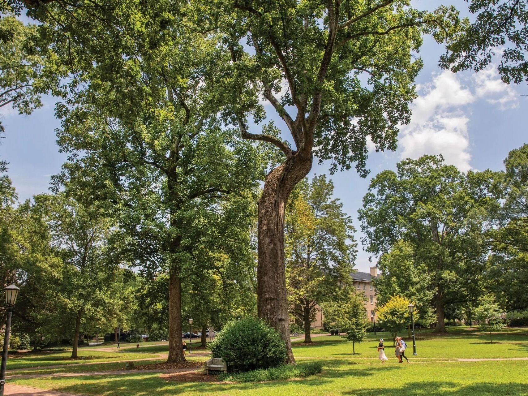 Picture of Davie Poplar Tree