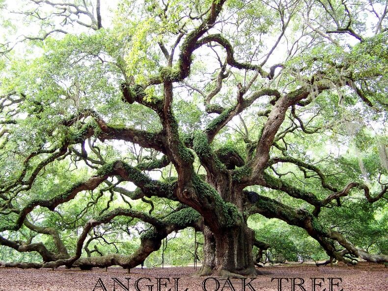 Picture of Angel Oak Tree
