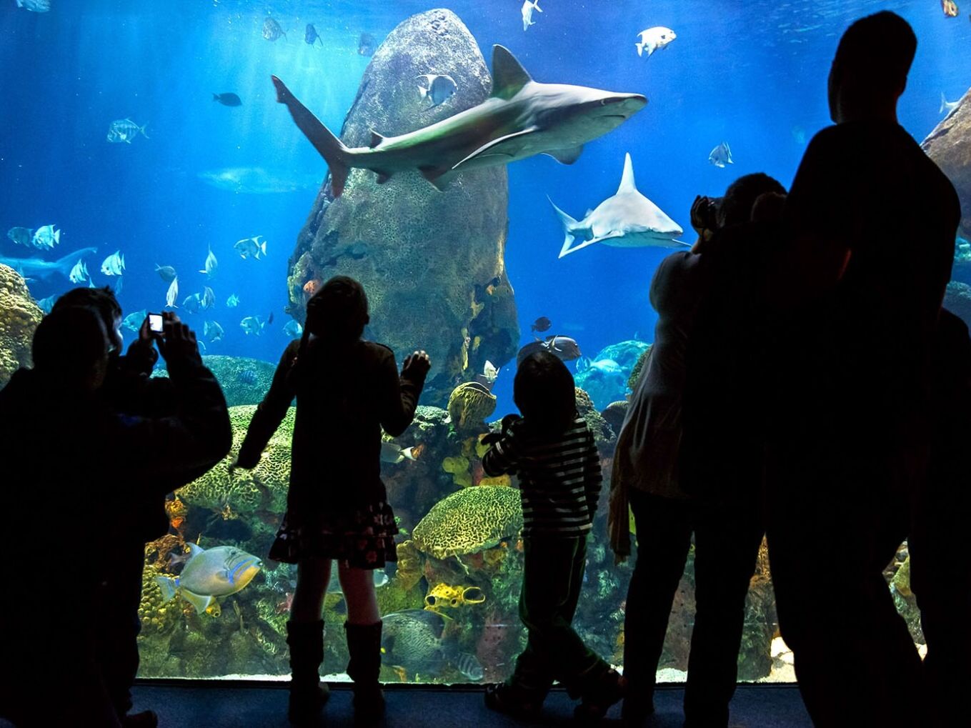 Picture of Tennessee Aquarium