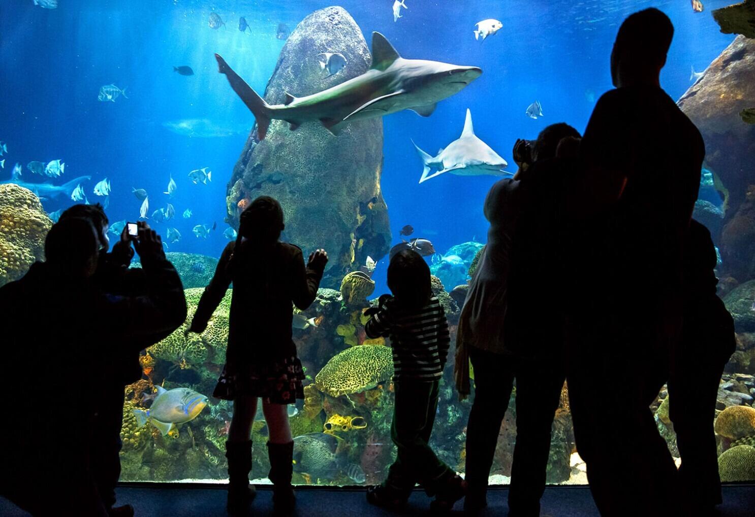 Picture of Tennessee Aquarium