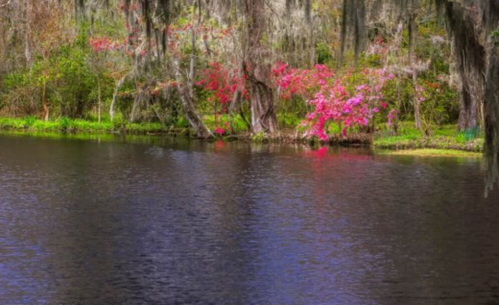 Picture of Magnolia Plantation & Gardens