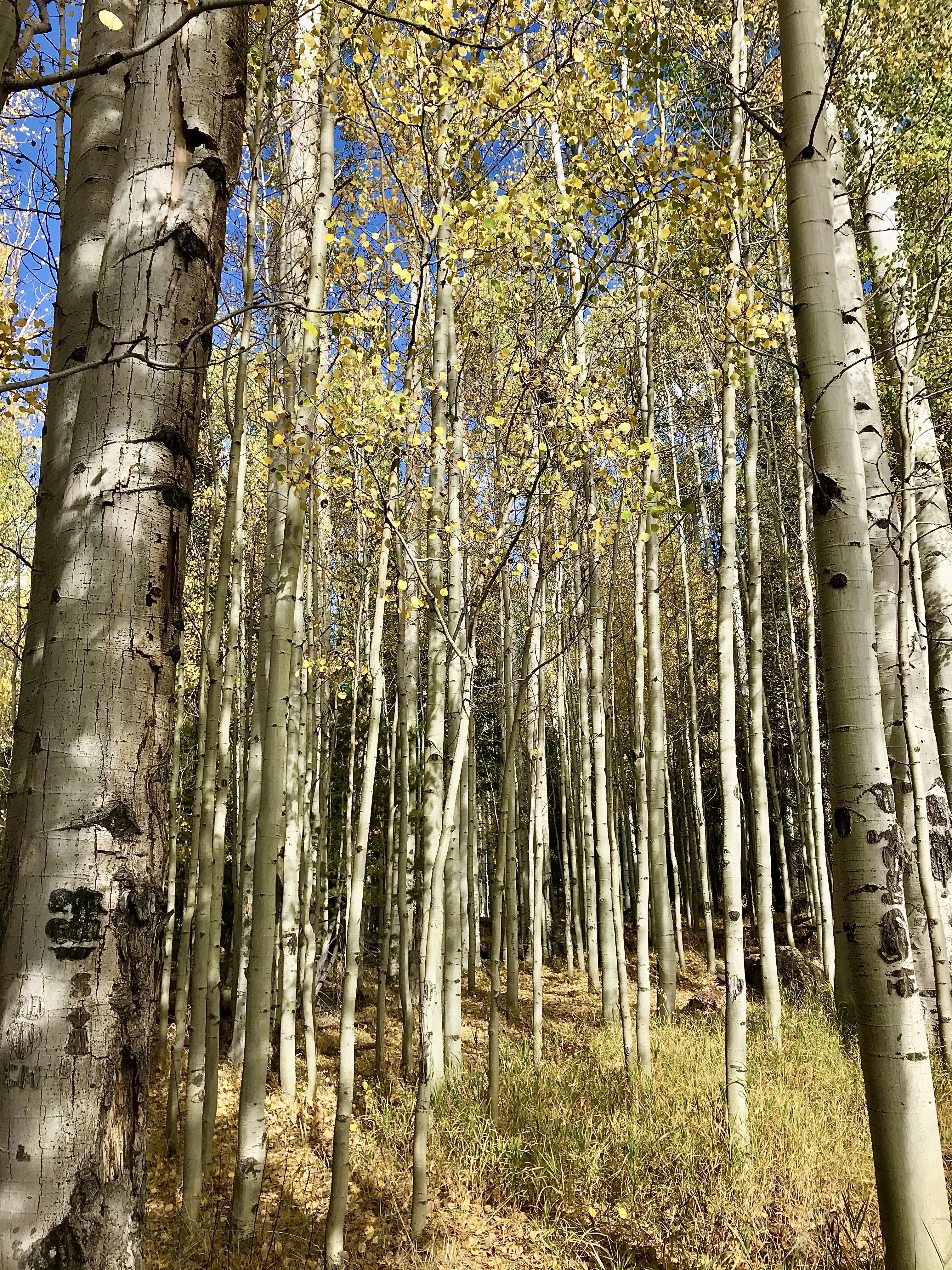 Picture of Flagstaff 