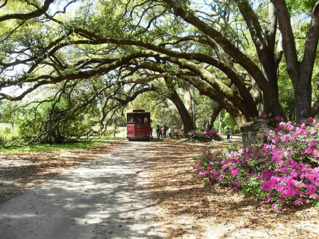 Picture of Charleston Tea Garden