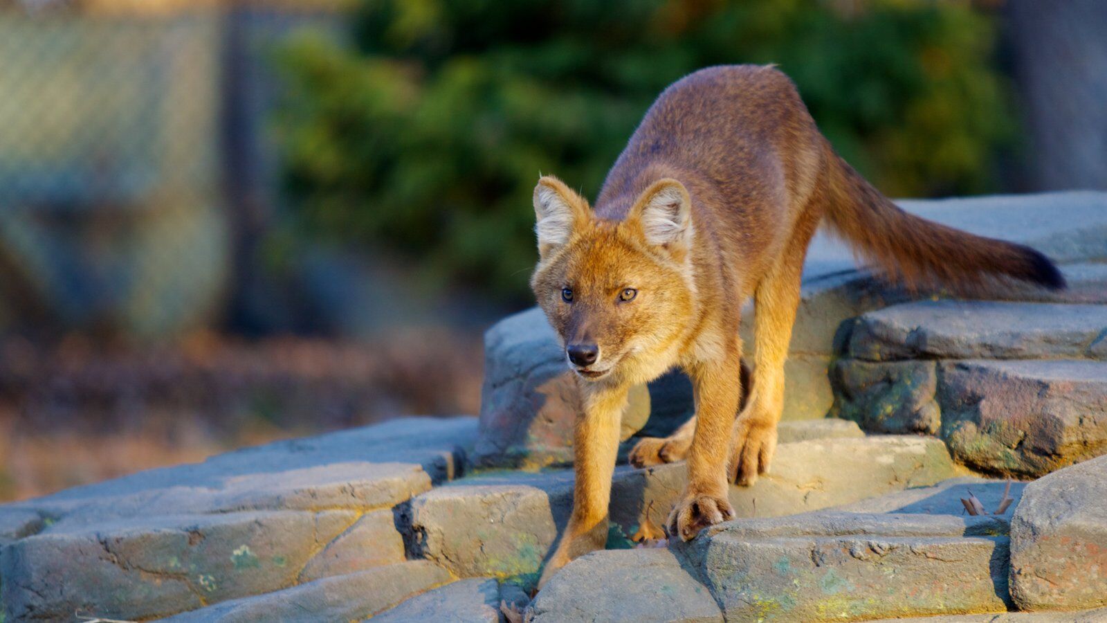 Picture of ​Minnesota Zoo