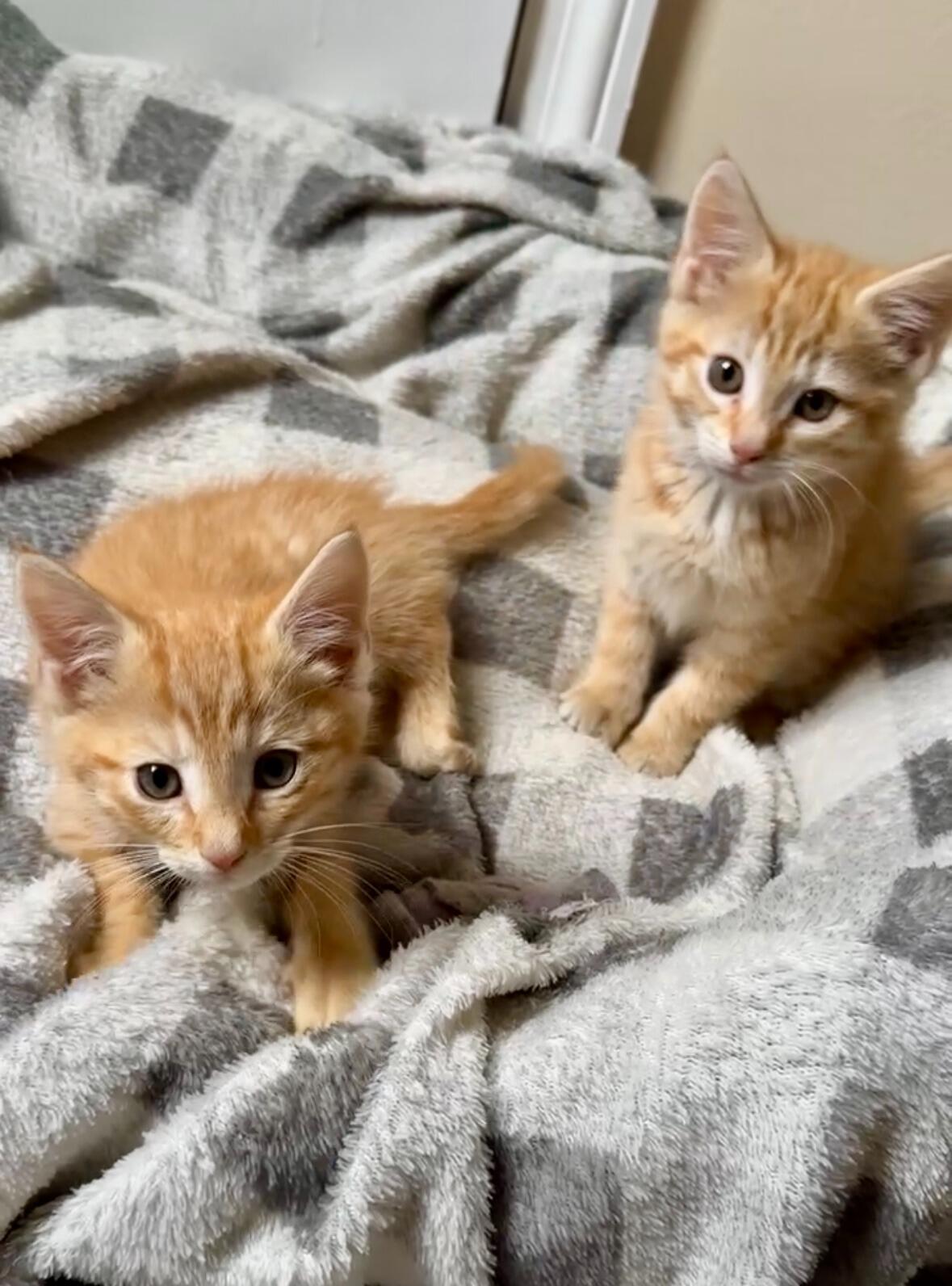 Hephaestus & Freya came Home!