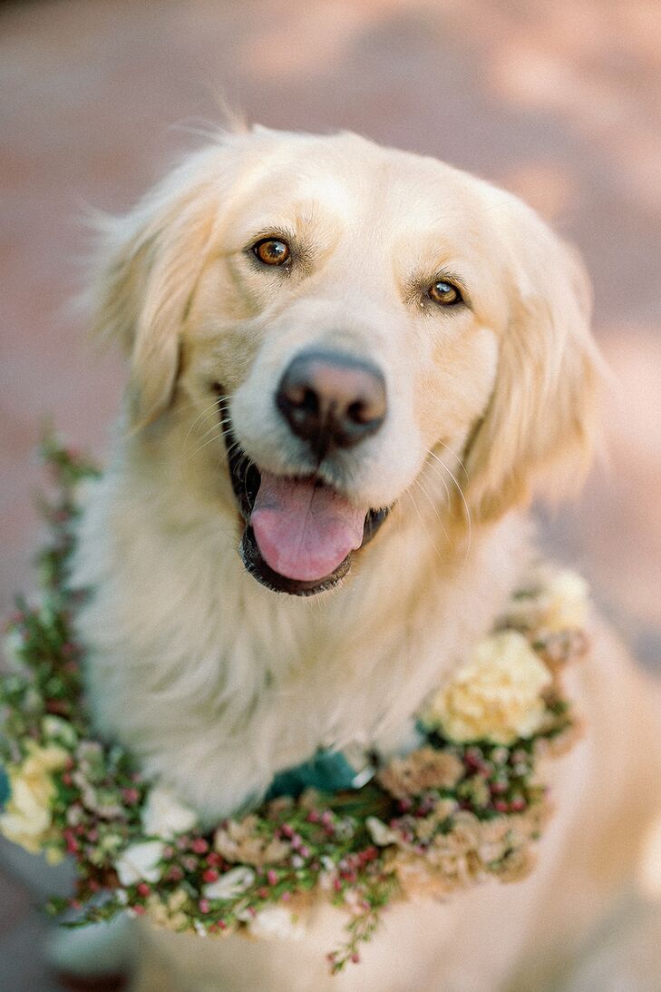 Golden Retriever Dog With Flower Collar