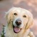 Golden Retriever Dog With Flower Collar