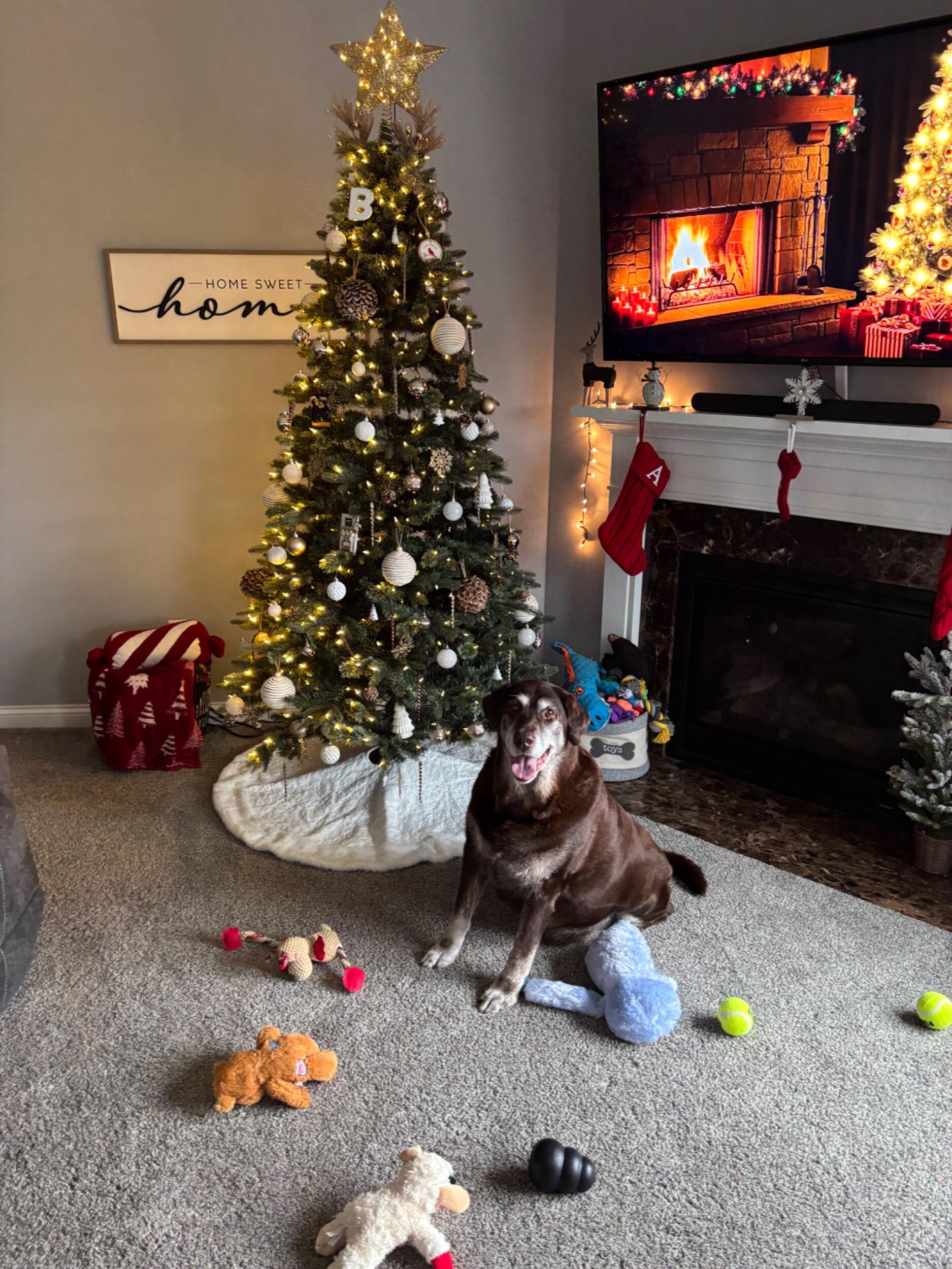 Duke’s Christmas 2025. Our 2nd Christmas in our home, but 4th Christmas together. Duke was the happiest boy opening all of his presents! 🐾
