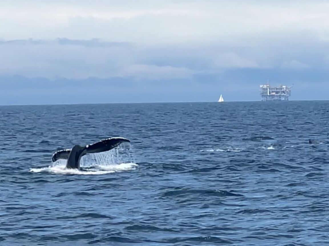 Picture of Whales