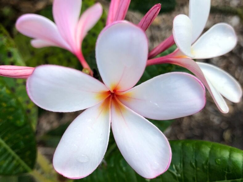 Picture of Fairchild Tropical Botanic Garden