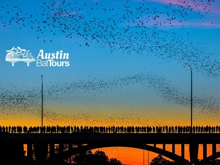 Picture of Austin Bat Tours