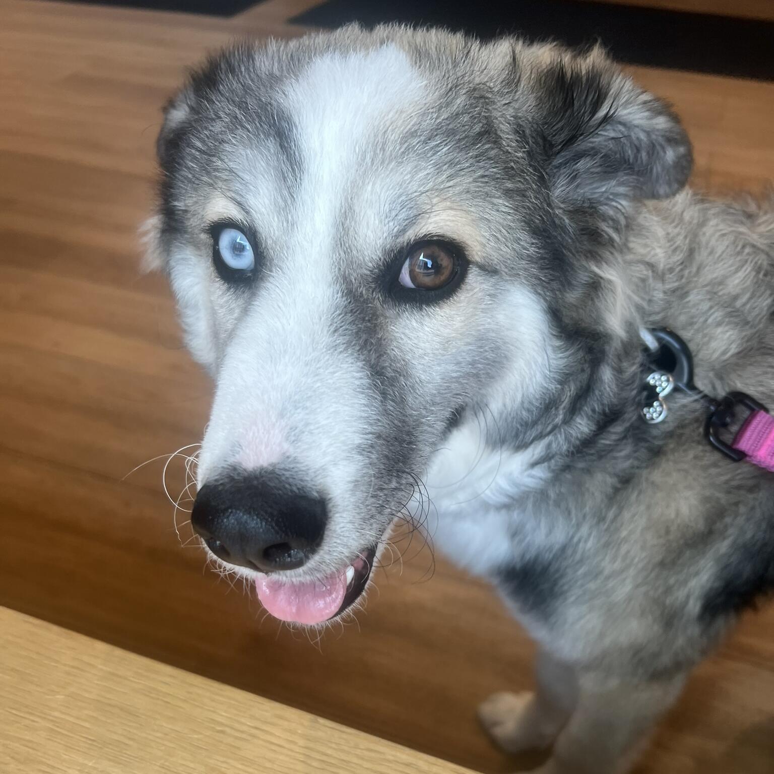 Nova