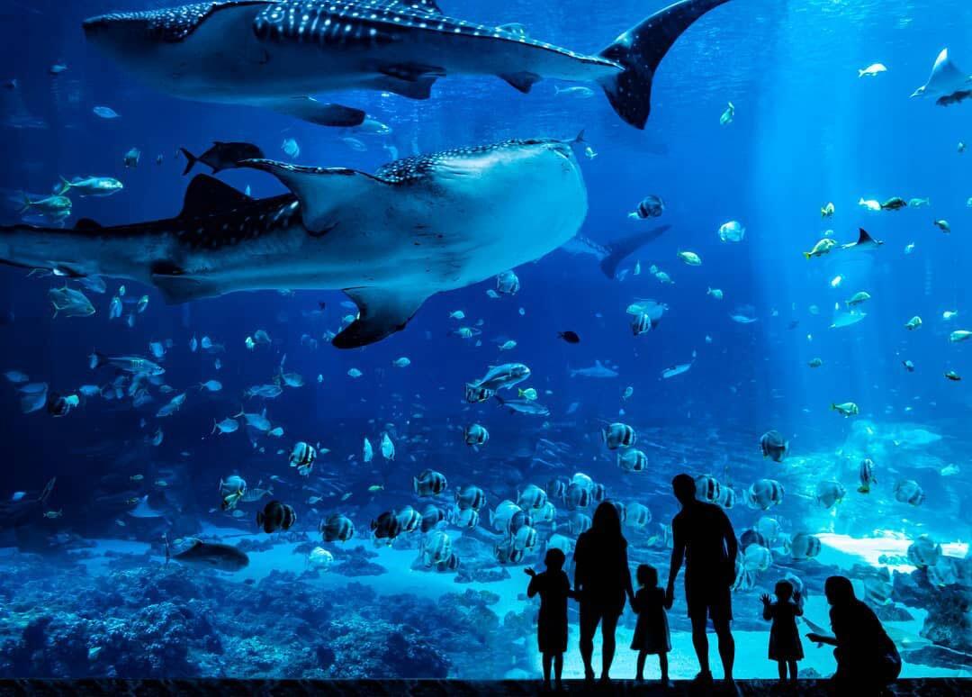 Picture of Georgia Aquarium