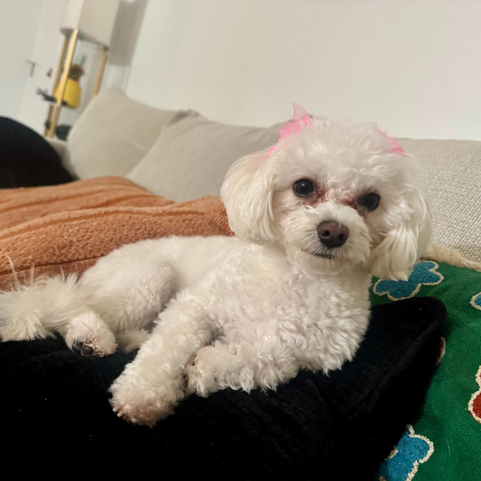 Molly Baby