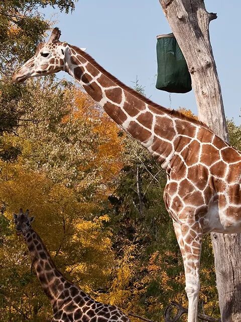 Picture of Lincoln Park Zoo