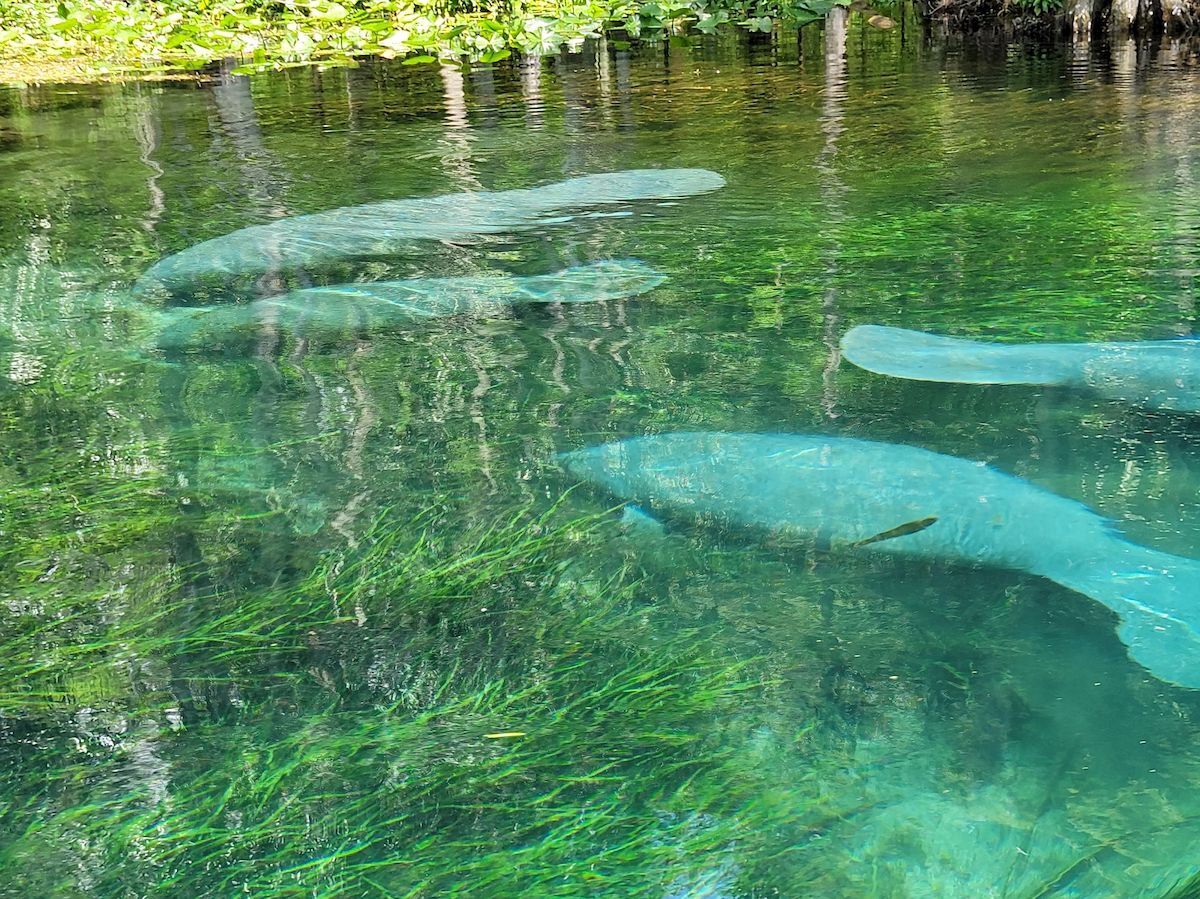 Picture of Silver Springs State Park
