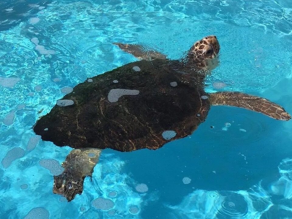 Picture of Loggerhead Marinelife Center