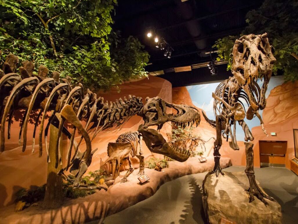 Picture of Mountain America Museum of Ancient Life at Thanksgiving Point