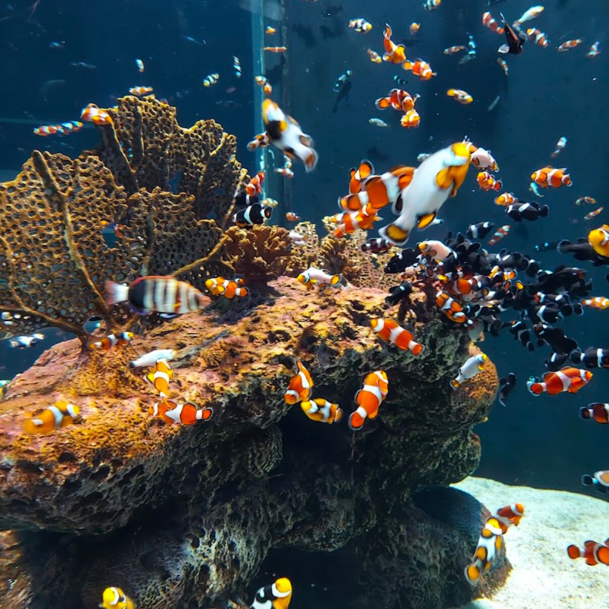 Picture of OdySea Aquarium