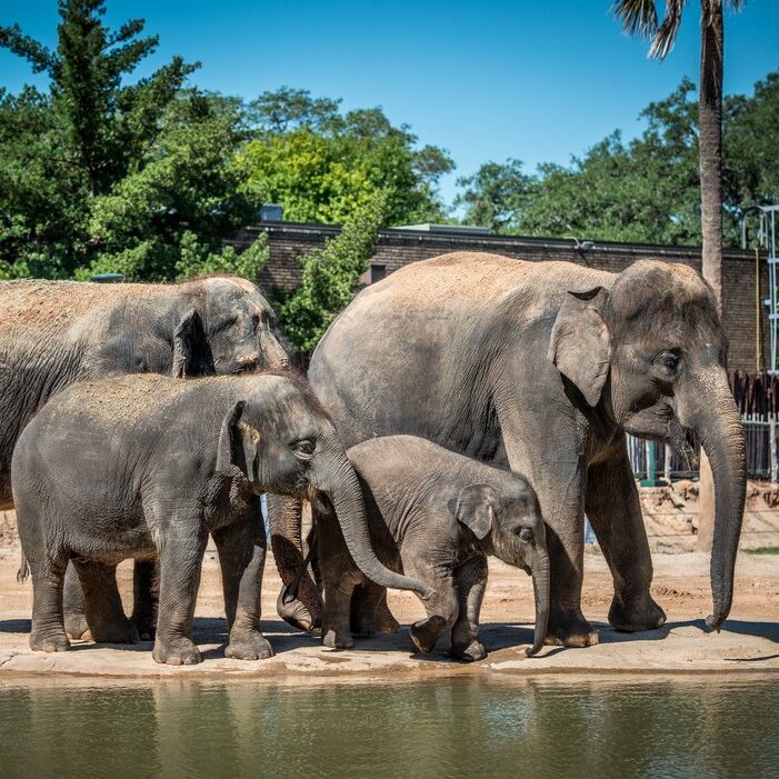 Picture of Houston Zoo