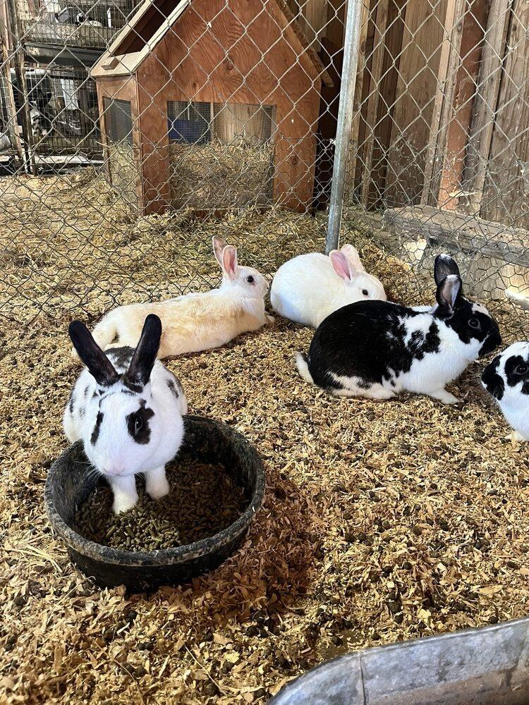 Picture of Impossible Acres Pumpkin Patch and Animal Barn