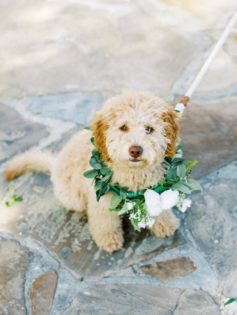 A fluffy puppy wears a green and white floral wreath