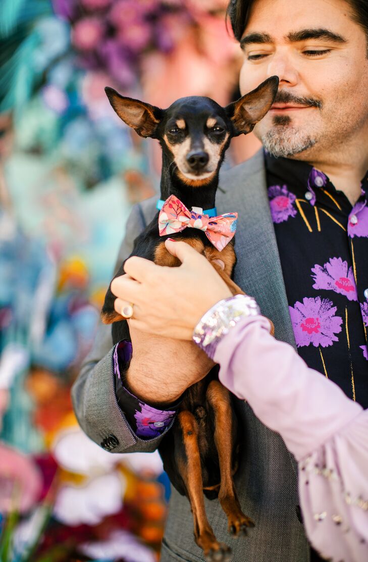 Dog Wearing Bow Tie for Wedding